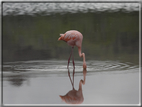 foto Flora e la fauna della Isole Galapagos